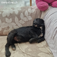 Benji – sanfte Hoffnung auf ein Zuhause