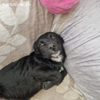 Benji – sanfte Hoffnung auf ein Zuhause