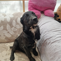 Benji – sanfte Hoffnung auf ein Zuhause