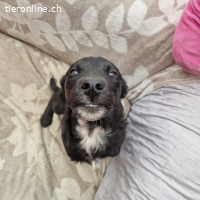 Benji – sanfte Hoffnung auf ein Zuhause