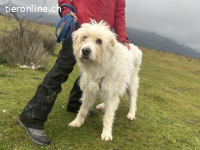 Benni – ein ruhiger Begleiter mit sanfter Seele sucht sein Z