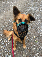 Benny – sensibler Herzenshund sucht erfahrenes Zuhause