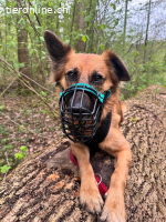 Benny – sensibler Herzenshund sucht erfahrenes Zuhause