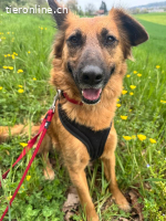 Benny – sensibler Herzenshund sucht erfahrenes Zuhause