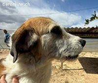 Berta- ein grosses Herz sucht grosse Zuneigung