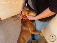 Berto - Sanftmütiger Rüde sehnt sich nach Geborgenheit