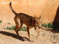 Berto - Sanftmütiger Rüde sehnt sich nach Geborgenheit