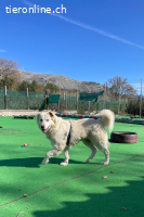 Bianca, die Schüchterne sucht ein ruhiges Zuhause