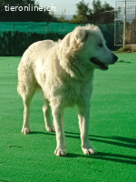 Bianca, die Schüchterne sucht ein ruhiges Zuhause