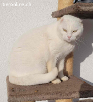 Biene–kleine Kämpferin mit einem grossen Herz