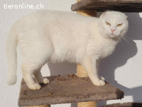 Biene–kleine Kämpferin mit einem grossen Herz