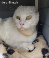 Biene–kleine Kämpferin mit einem grossen Herz