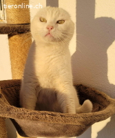 Biene–kleine Kämpferin mit einem grossen Herz