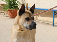 Bildhübscher Sharpei-Mischling Cherry sucht tolle Zweibeiner