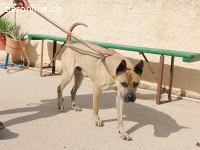 Bildhübscher Sharpei-Mischling Cherry sucht tolle Zweibeiner