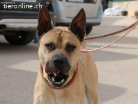 Bildhübscher Sharpei-Mischling Cherry sucht tolle Zweibeiner