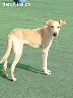 Billy sucht nach Liebe