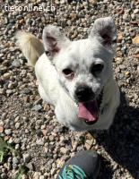 Bimbo - Kleiner Sonnenschein auf vier Pfoten