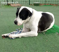 Bingo, ein Herz, dass gebrochen wurde