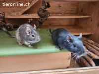 Degus: Blacky und Chef
