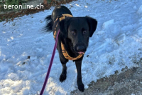 Blacky (6 Jahre) - Das Glück zum Greifen nah