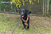 Blacky (6 Jahre) - Das Glück zum Greifen nah