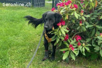 Blacky (6 Jahre) - Das Glück zum Greifen nah