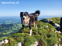 Bless - Naturbursche mit Herz