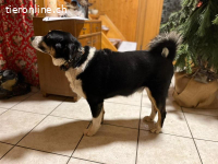 Bless - Naturbursche mit Herz