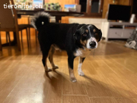 Bless - Naturbursche mit Herz