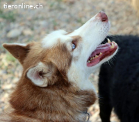 Blue - Glücksgriff für aktive Menschen