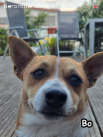 Bo