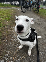 Bobby - der süsse Jack Russell Terrier