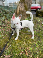 Bobby - der süsse Jack Russell Terrier