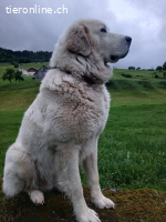 Bobby – treuer Herzenshund auf der Suche nach seinem Glück