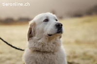 Bobby – treuer Herzenshund auf der Suche nach seinem Glück