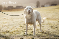 Bobby – treuer Herzenshund auf der Suche nach seinem Glück