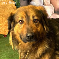 Bobby – vom Tierheim ins Glück: Wer zeigt ihm die Welt?