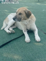 Bobo, ein Freund fürs Leben