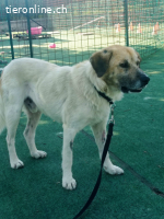 Bobo, ein Freund fürs Leben