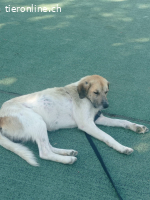 Bobo, ein Freund fürs Leben