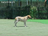 Bobo, ein Freund fürs Leben
