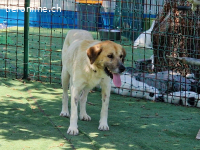 Bobo, ein Freund fürs Leben