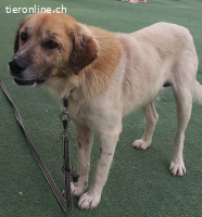 Bobo, ein Freund fürs Leben