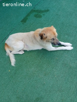 Bobo, ein Freund fürs Leben