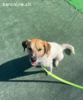 Bobo, ein Freund fürs Leben