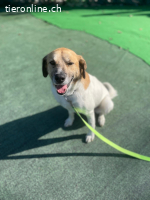 Bobo, ein Freund fürs Leben