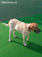 Bobo, ein Freund fürs Leben