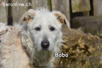 BOBO