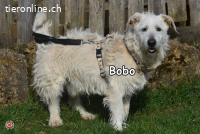 BOBO